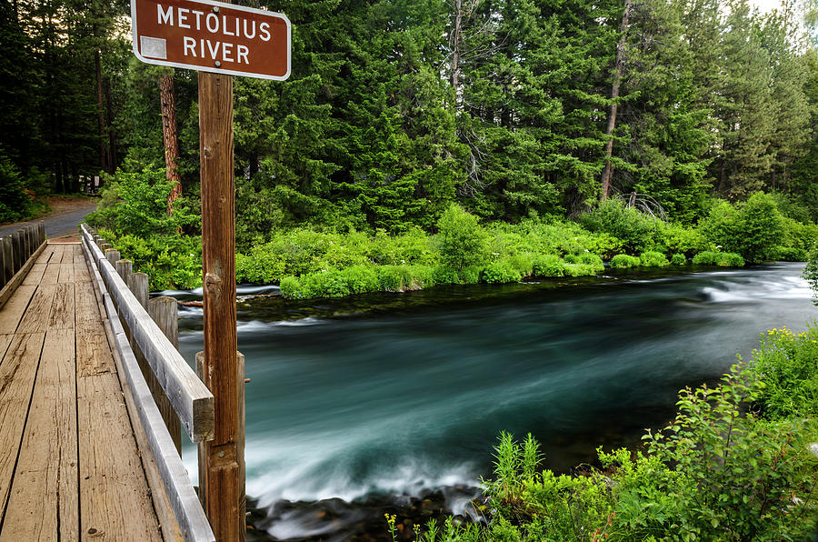 Tree Photograph - Metolius River #1 by Cat Connor