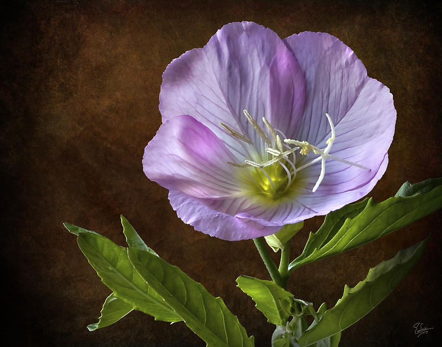 Mexican Evening Primrose #1 Photograph by Endre Balogh