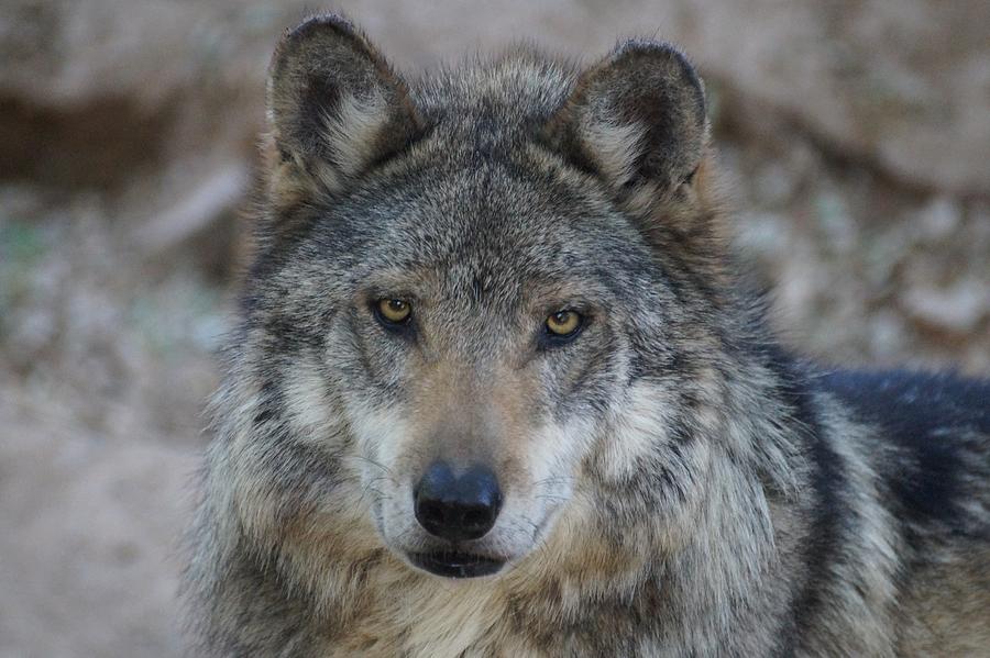 Mexican Gray Wolf Photograph by Dennis Boyd - Fine Art America