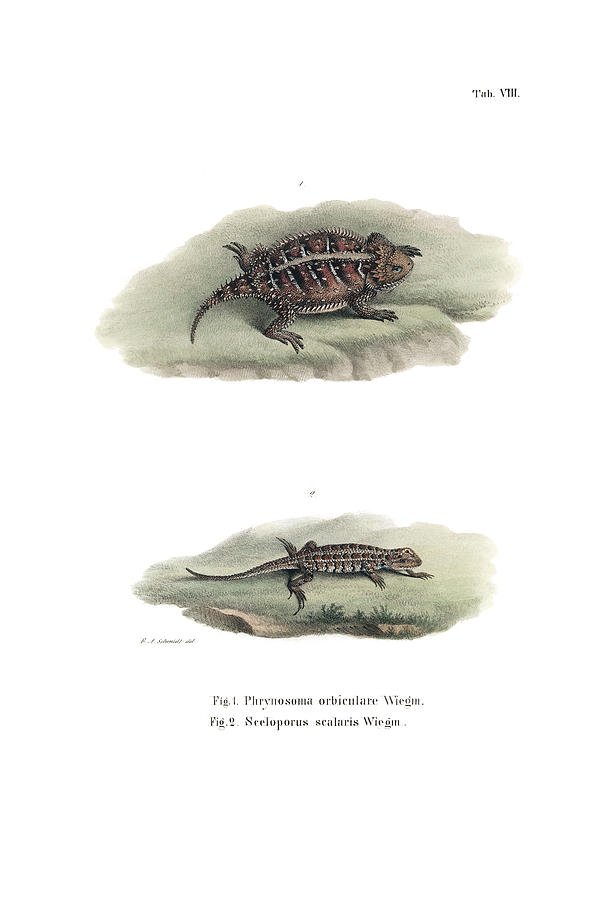 Mexican Plateau Horned Lizard and Light-bellied Bunchgrass Lizard #1 Drawing by Friedrich August Schmidt