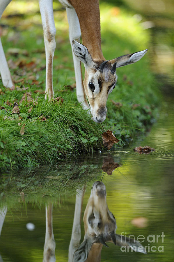 Mhorr Gazelle #1 Photograph by David & Micha Sheldon - Fine Art America