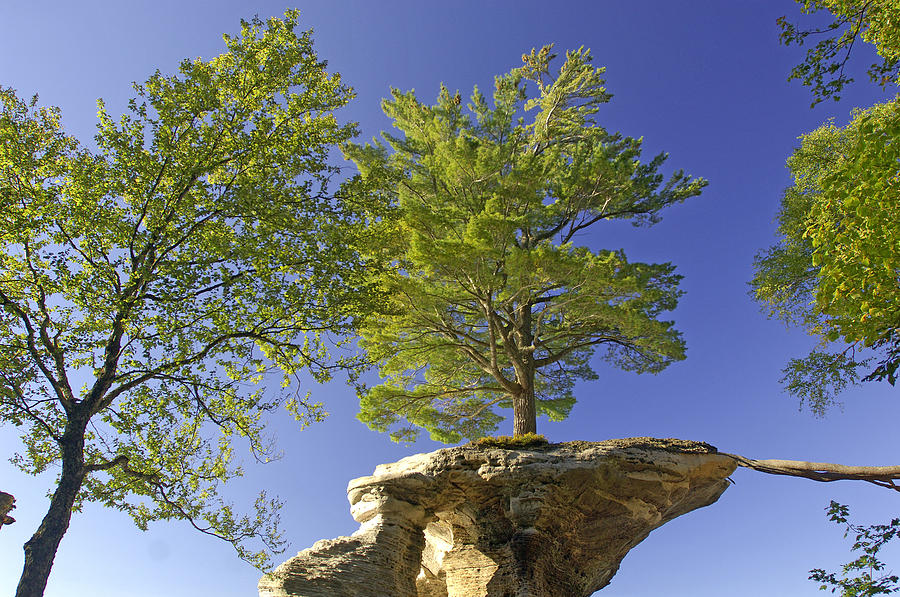 Michigan Tree Photograph