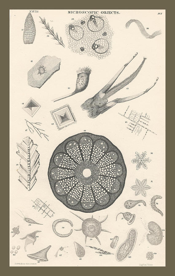 John James Audubon Drawing - Microscopic Objects #1 by Dreyer Wildlife Print Collections 