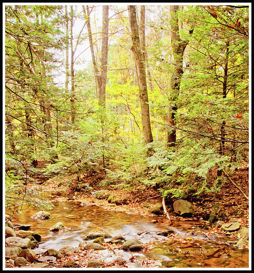Middle Creek, Pocono Mountains, Pennsylvania #1 Photograph by A Macarthur Gurmankin