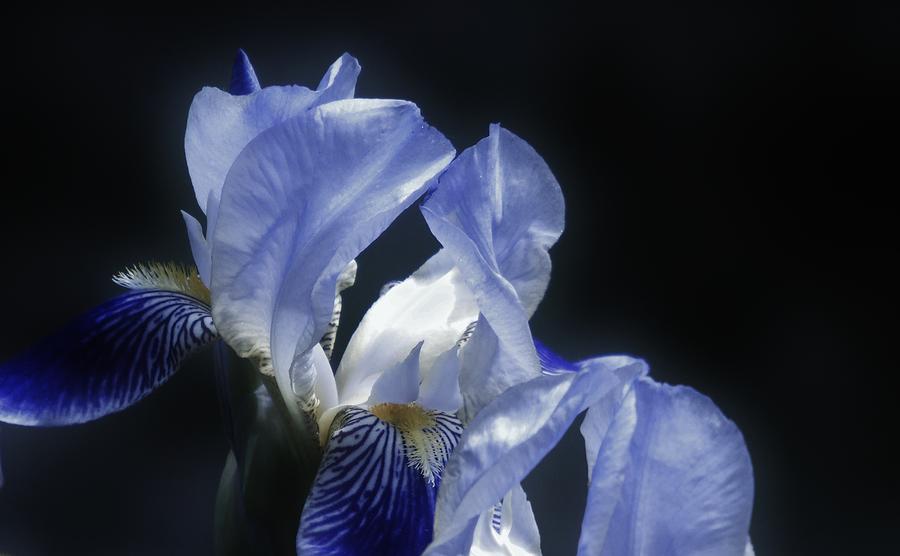 Midnight Blue Iris #1 Photograph by Barbara St Jean