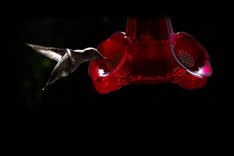 Hummingbird Photograph - Midnight Snack by Gravityx9  Designs