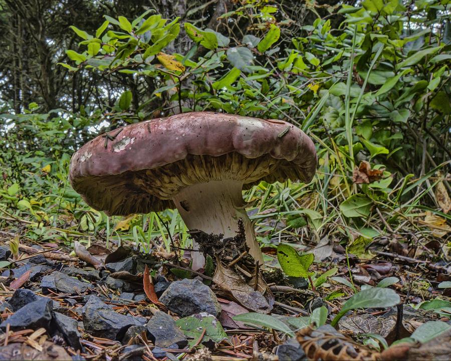 Mighty Mushroom Photograph by HW Kateley