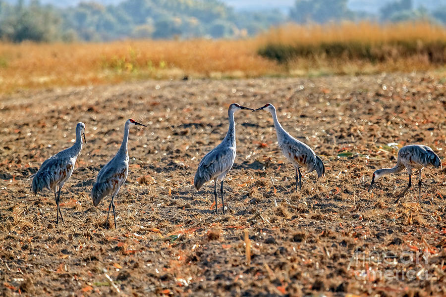 Migrating Sandhill Cranes Photograph by Robert Bales - Pixels