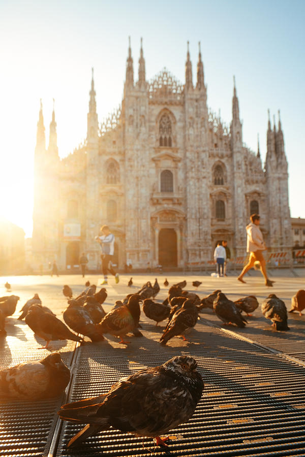 Milan Cathedral Square pigeon #1 Photograph by Songquan Deng