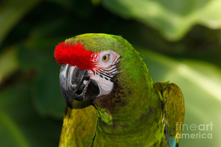Military Macaw Ara Militaris #1 Photograph by Gerard Lacz