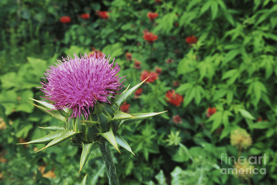 Milk Thistle Plant #1 Photograph by George Mattei