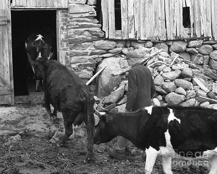 New England Photograph - Milking Time #1 by Georgia Sheron