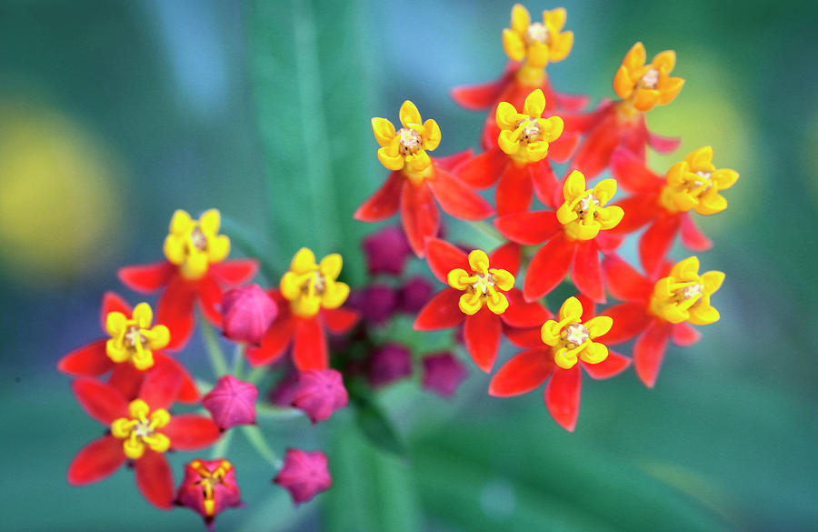 Milkweed Flowers #2 Photograph by Rich Franco