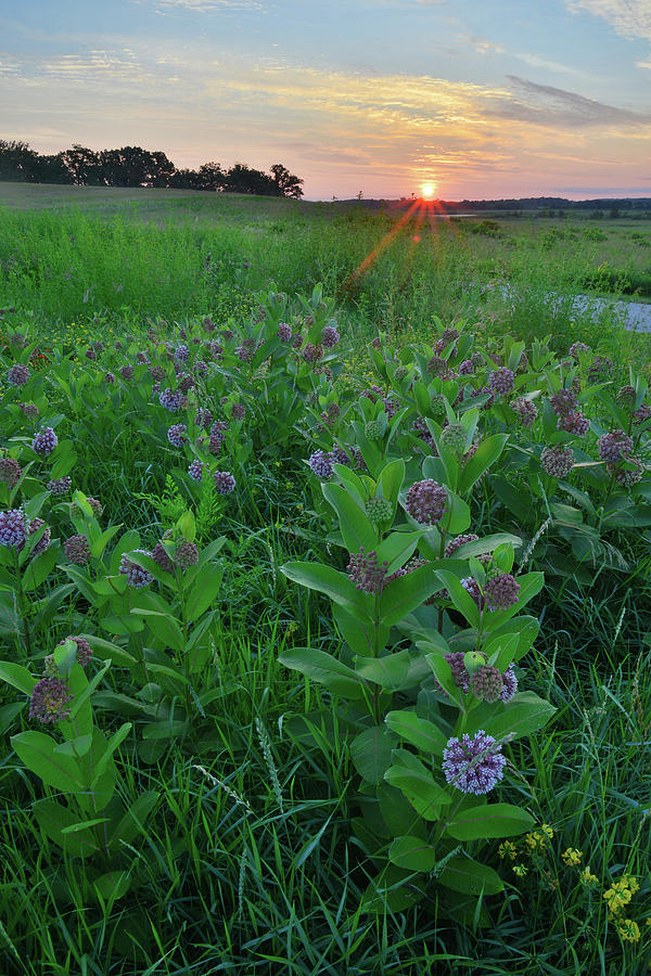 Milkweed in the Morning #1 Photograph by Ray Mathis