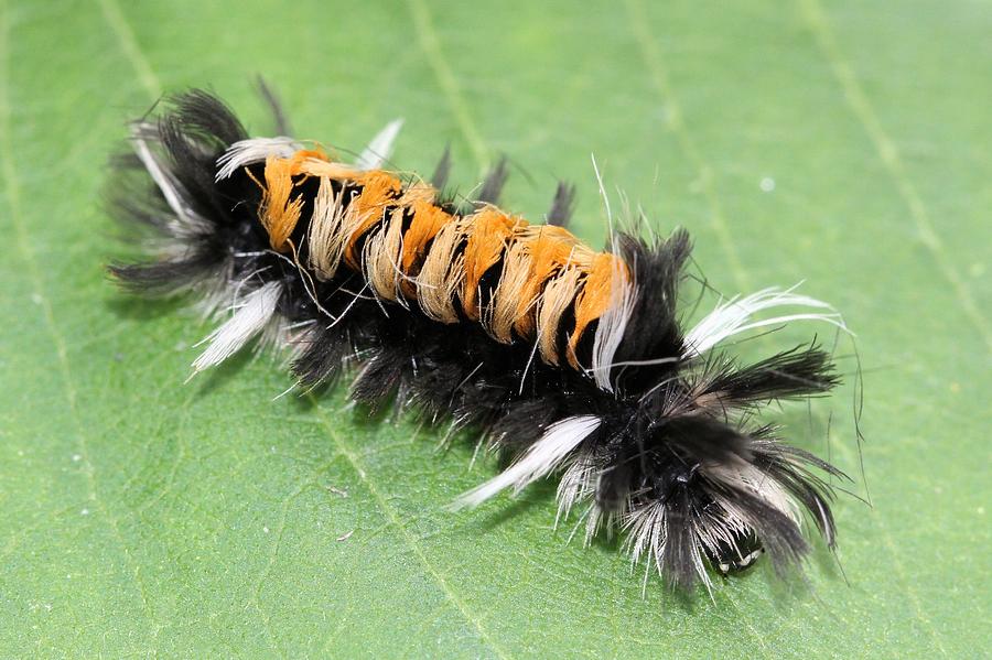 Milkweed Tussock Moth caterpillar #2 Photograph by Doris Potter