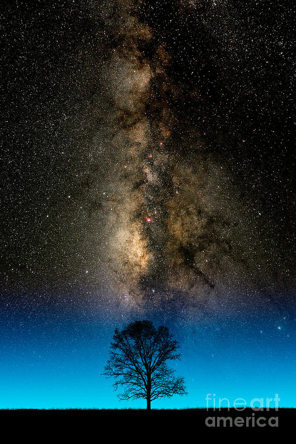 Milky Way And Tree #1 Photograph by Larry Landolfi