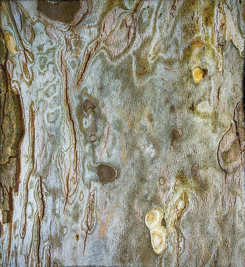 Millbrook Tree #1 Photograph by R Thomas Berner