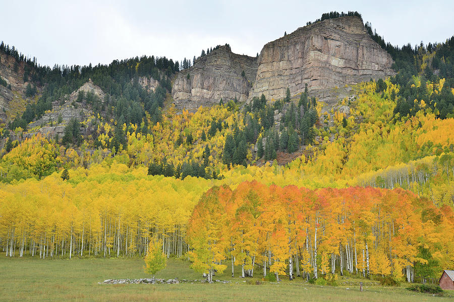 Million Dollar Highway Aspens Photograph by Ray Mathis