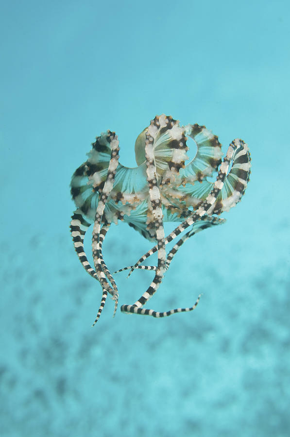 Mimic Octopus Parachuting Down, North #1 Photograph by Mathieu Meur