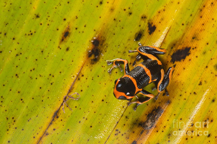Mimic Poison Arrow Frog #4 Photograph by Francesco Tomasinelli