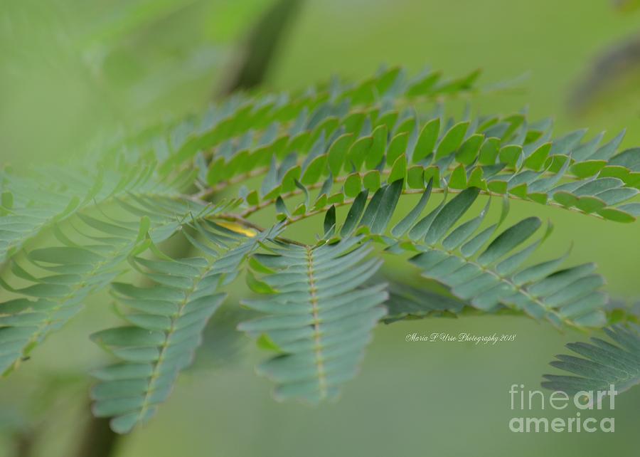 Mimosa Green #1 Photograph by Maria Urso
