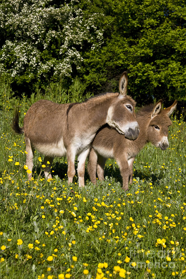 Miniature Donkey And Foal Photograph by Jean-Louis Klein and Marie-Luce Hubert
