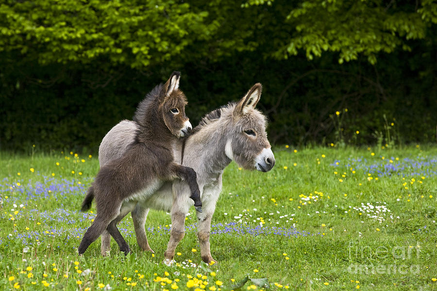 Donkey Photograph - Miniature Donkeys #1 by Jean-Louis Klein & Marie-Luce Hubert