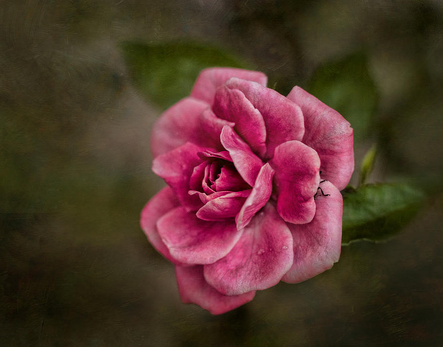 Miniature Rose III #2 Photograph by David and Carol Kelly