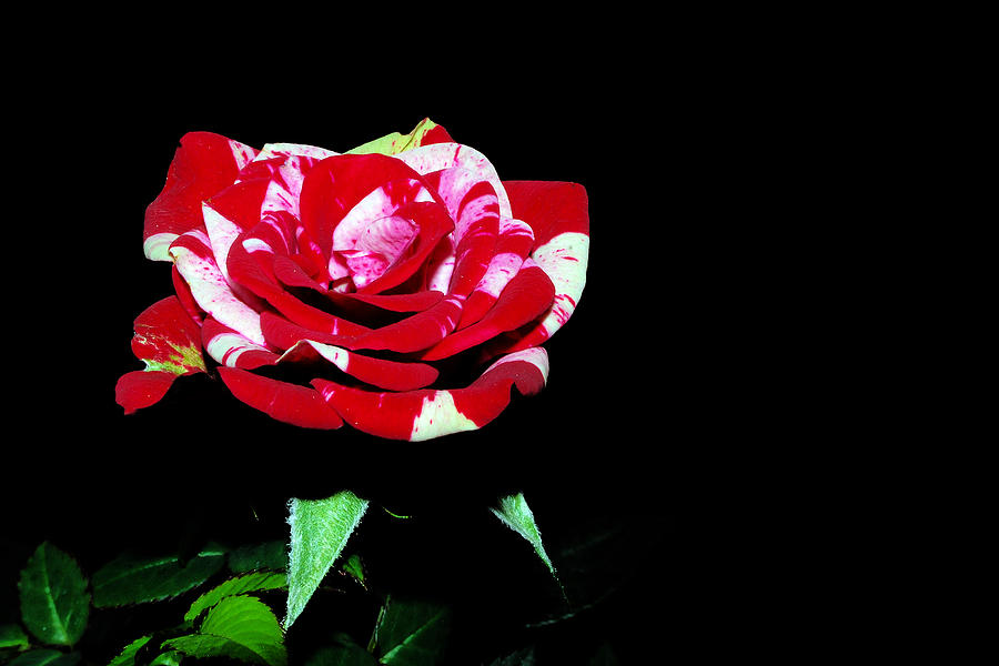 Miniature Rose #1 Photograph by Larah McElroy