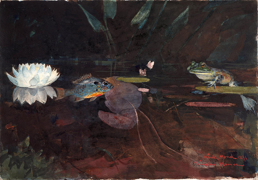 Mink Pond Drawing by Winslow Homer
