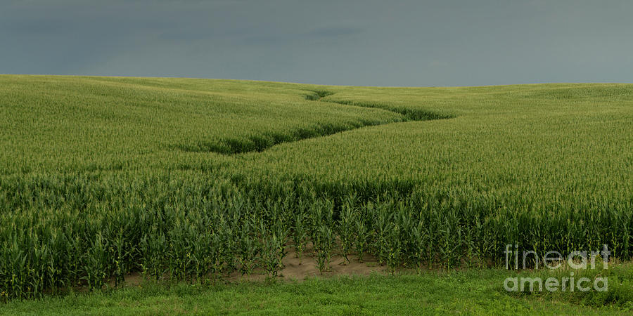 Minnesota Corn Field #1 Photograph by Garry McMichael