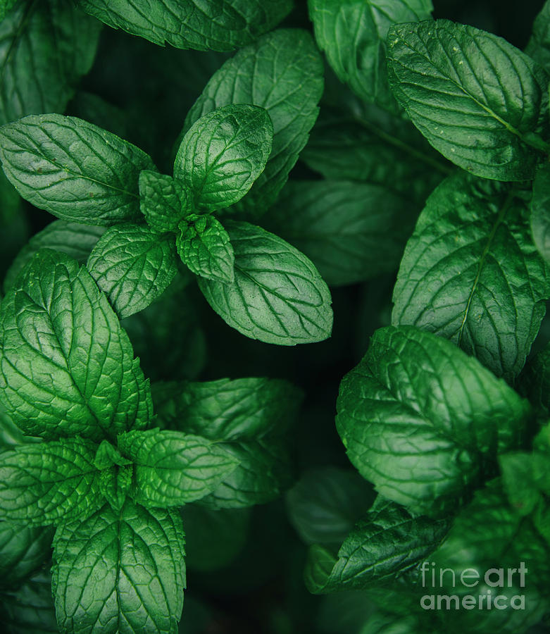 Mint green leaves pattern background #2 Photograph by Jelena Jovanovic