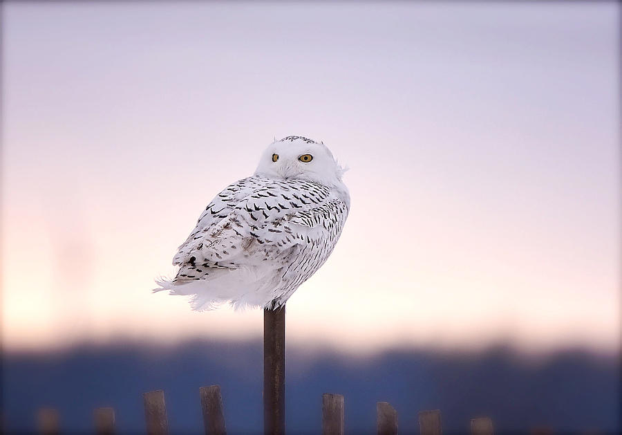 Female Snow Owl Photograph by Kay Jantzi