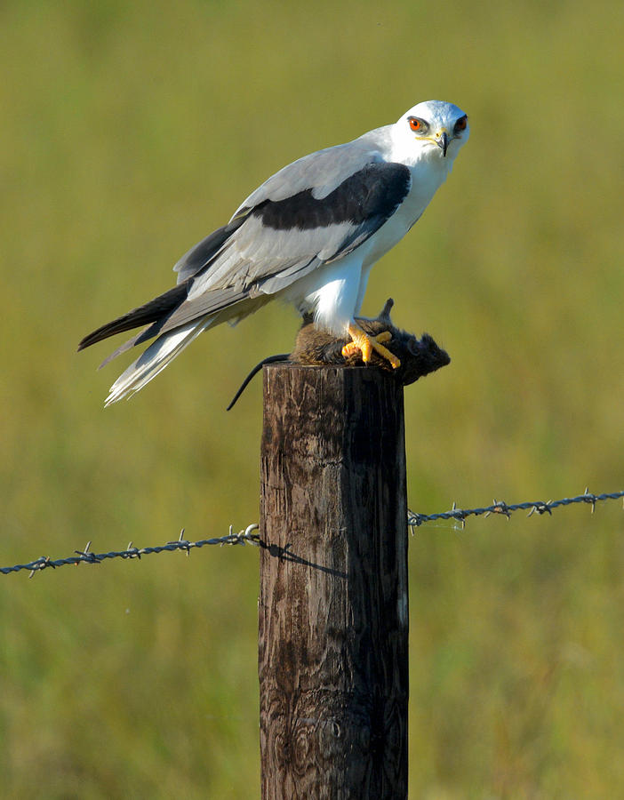 mississippi kite birds of prey delaware