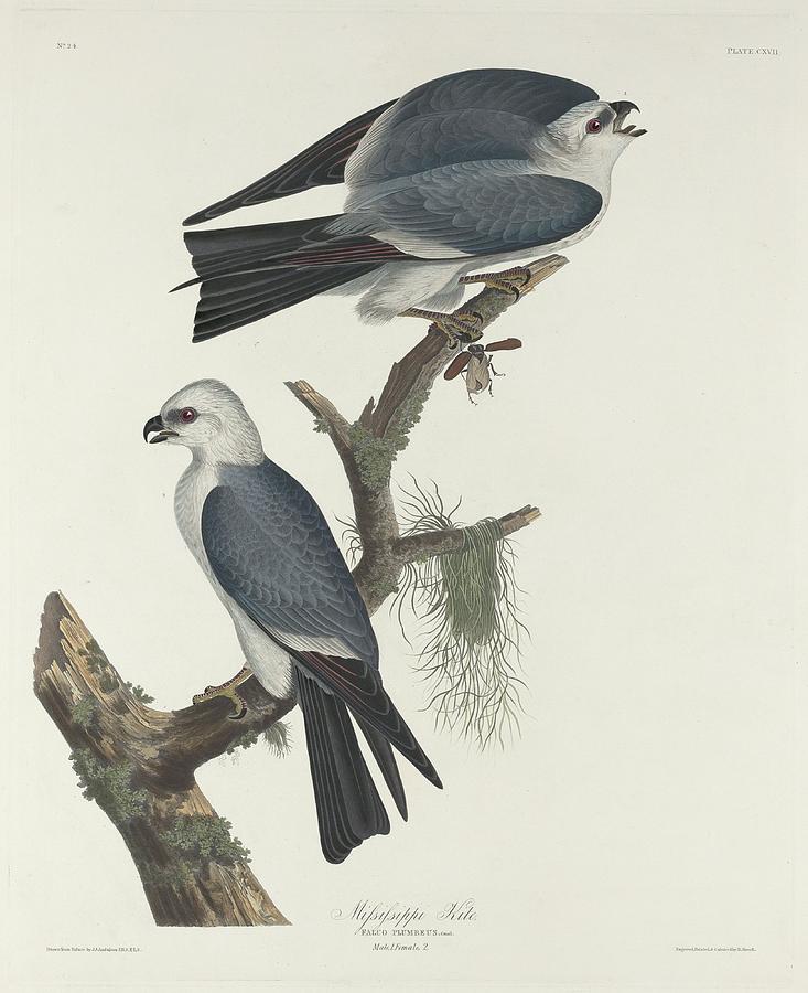 Mississippi Kite #1 Drawing by Dreyer Wildlife Print Collections 