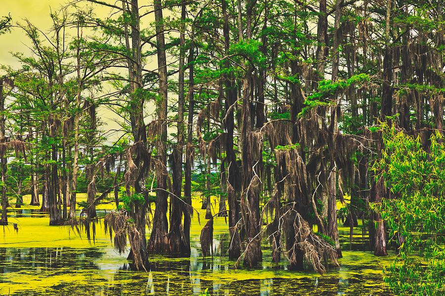Mississippi Swamp Photograph by Mountain Dreams Fine Art America