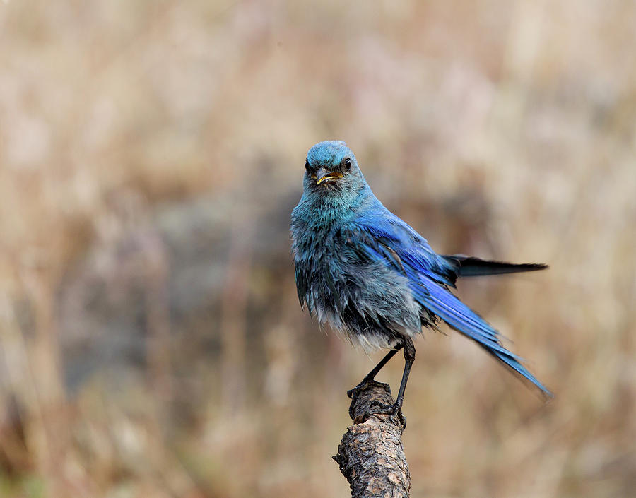 Bluebird Photograph - Mister Attitude #1 by Doug Lloyd