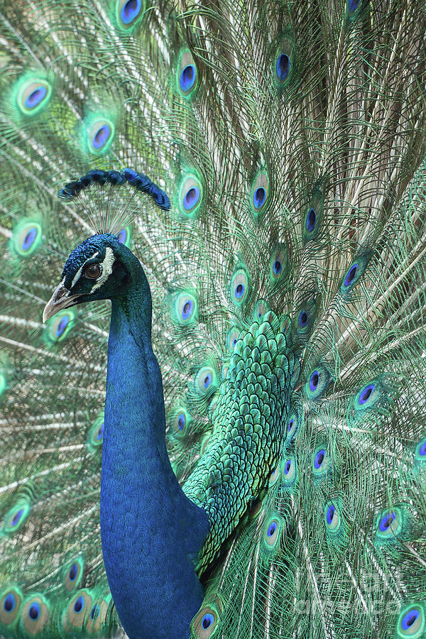 Mister Peacock  #2 Photograph by Sabrina L Ryan
