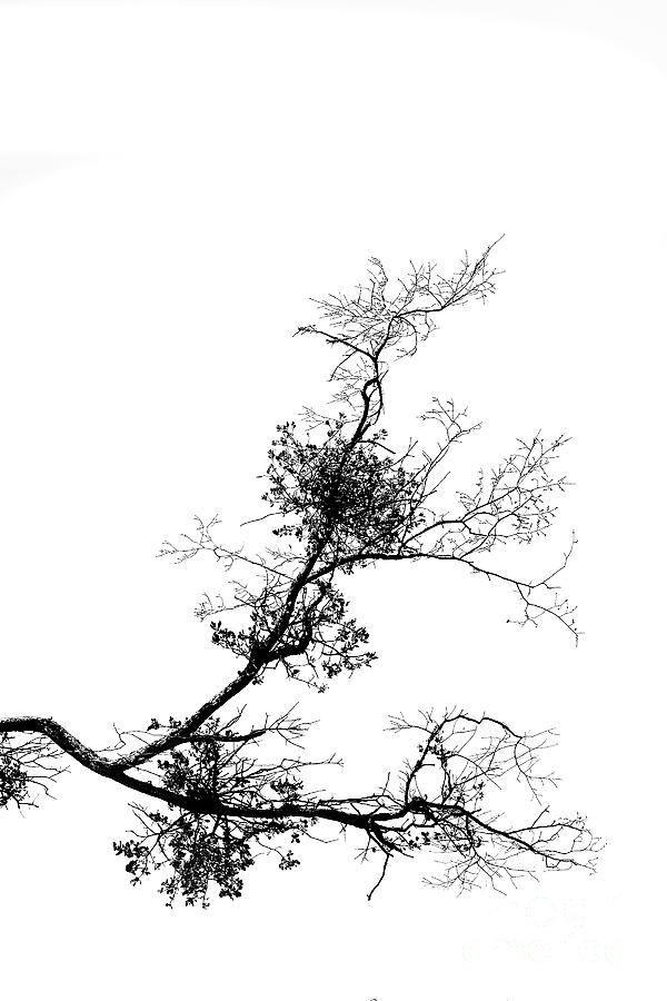 Mistletoe #1 Photograph by Skip Willits