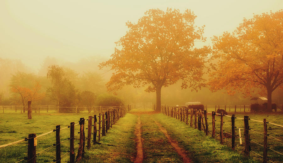 1-misty-autumn-morning-pixabay.jpg