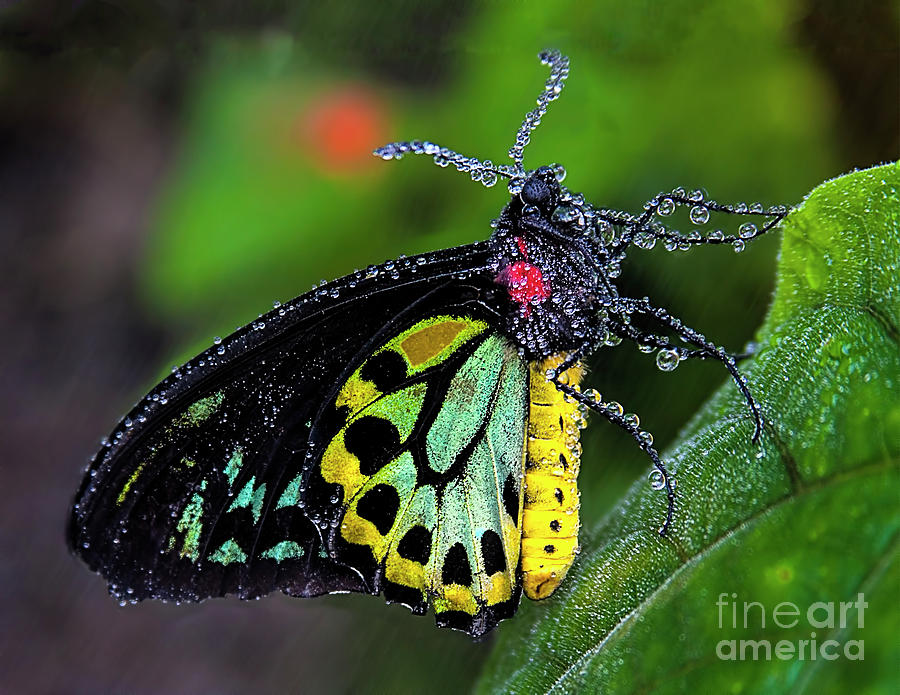 Butterfly Photograph - Misty Butterfly #1 by Edelberto Cabrera