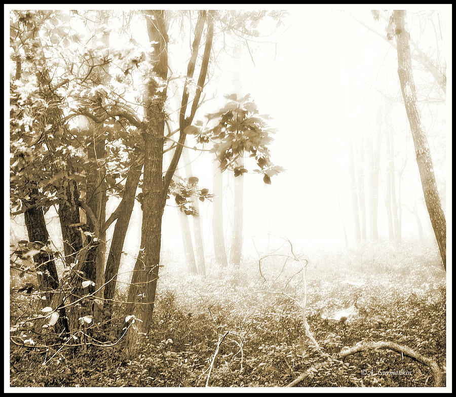 Misty Forest Morning #1 Photograph by A Macarthur Gurmankin
