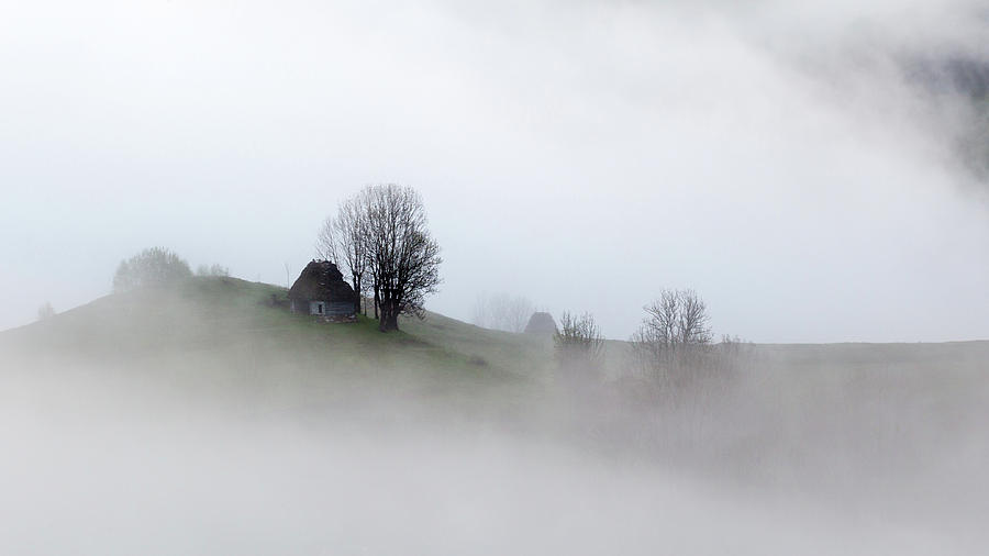 Tree Photograph - Misty morning #1 by Hamos Gyozo