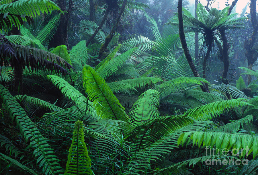 Misty Rainforest El Yunque #1 Photograph by Thomas R Fletcher