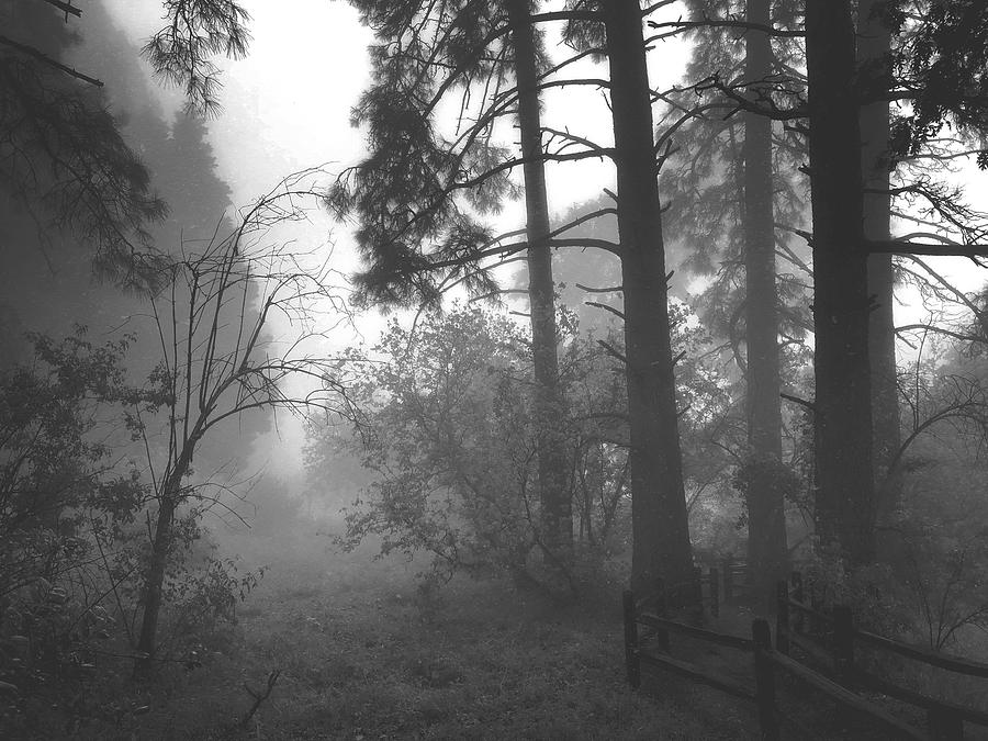 Misty Trail Digital Art by Kevyn Bashore