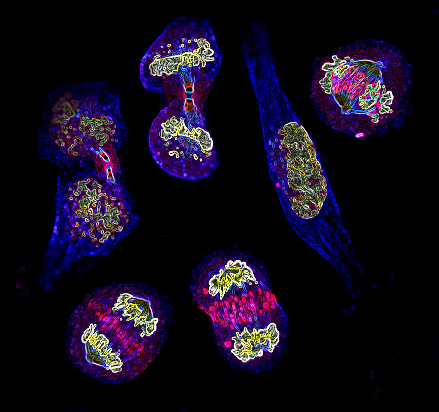 Mitosis Photograph - Mitosis #1 by Dr Paul Andrews, University Of Dundee