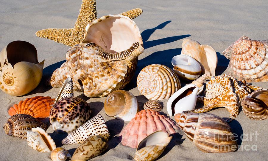 Mix Group of Seashells #1 Photograph by Anthony Totah