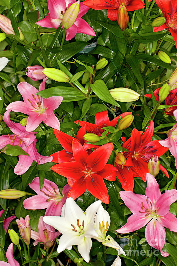 Mixed Assorted Asiatic Lilies flower #1 Photograph by Anthony Totah
