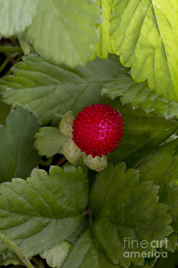 Mock Or Indian Strawberry #1 Photograph by Kenneth M. Highfill
