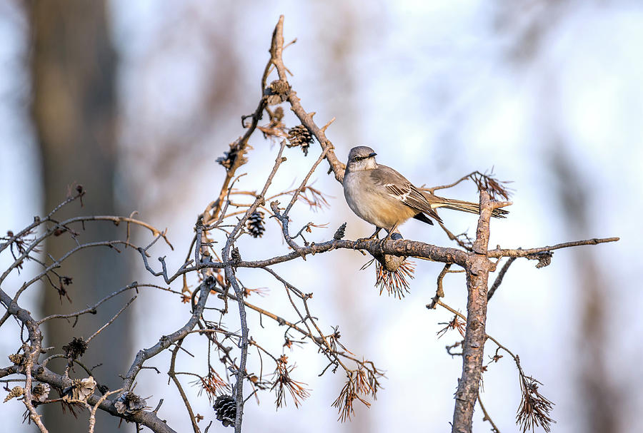 Mockingbird perched on a tree branch on a sunny Winter day #1 Photograph by Patrick Wolf